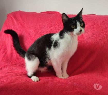 Don animaux Soisy sous Montmorency Val-d'Oise - Photos Vivastreet Luna, chatte d'1 an et demi, cherche famille