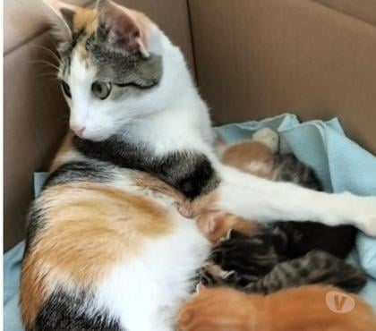 Don animaux Soisy sous Montmorency Val-d'Oise - Photos Vivastreet Mirabelle et ses 5 bébés