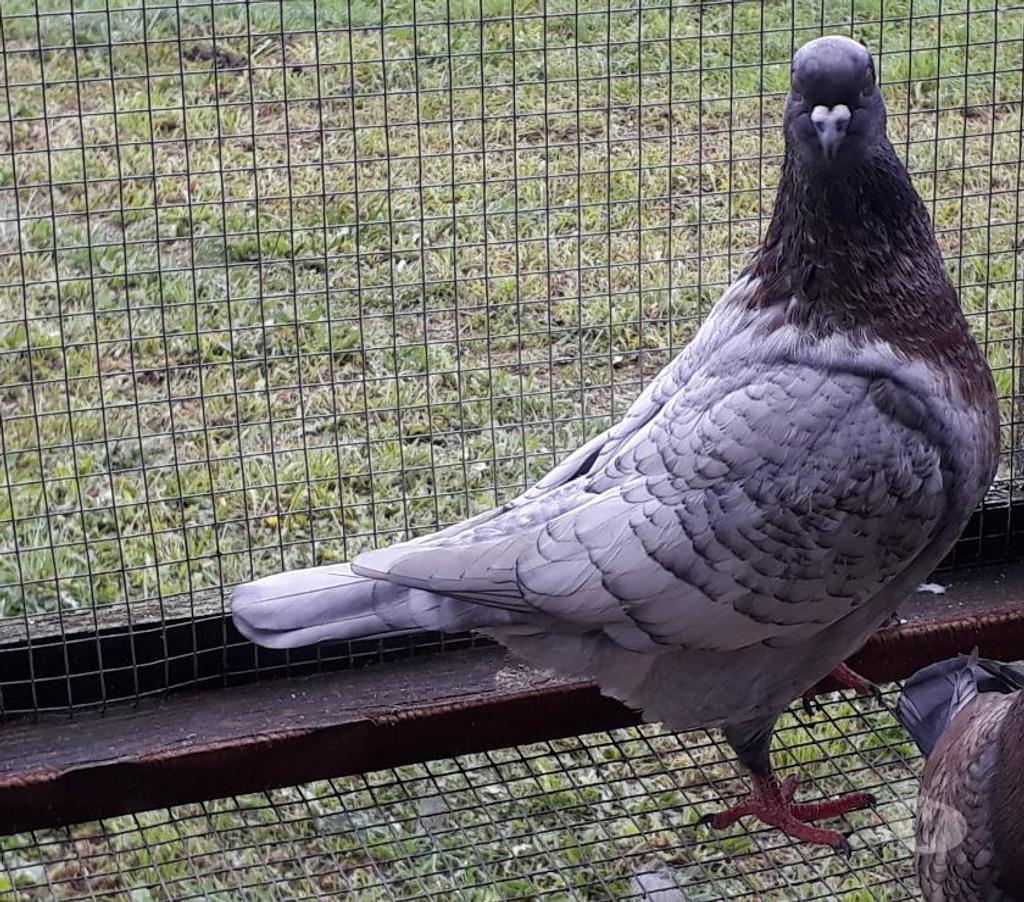 Vente Landes Aire sur l'Adour - 40800 - Photos Vivastreet Nouveauté : pigeons Lynx Gold argent et Opal andalusian