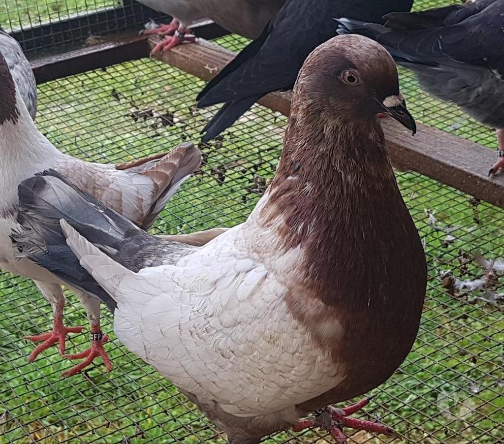 Vente Landes Aire sur l'Adour - 40800 - Photos Vivastreet Nouveauté : pigeons Lynx Gold argent et Opal andalusian