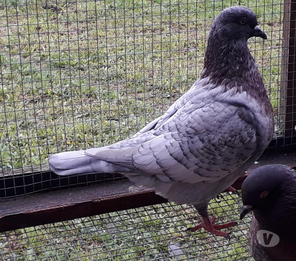 Vente Landes Aire sur l'Adour - 40800 - Photos Vivastreet Nouveauté : pigeons Lynx Gold argent et Opal andalusian