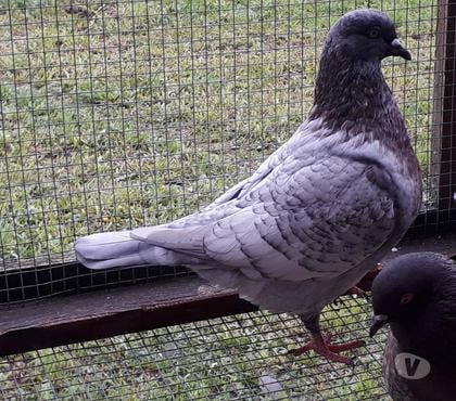 Vente animaux Aire sur l'Adour Landes - Photos Vivastreet Nouveauté : pigeons Lynx Gold argent et Opal andalusian