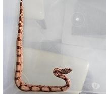 Boas constrictor imperator