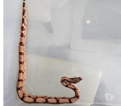 Vente animaux Cournon d'Auvergne Puy-de-Dôme - Photos Vivastreet Boas constrictor imperator