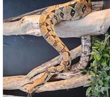 Vente animaux Cournon d'Auvergne Puy-de-Dôme - Photos Vivastreet Couple boas constrictor imperator
