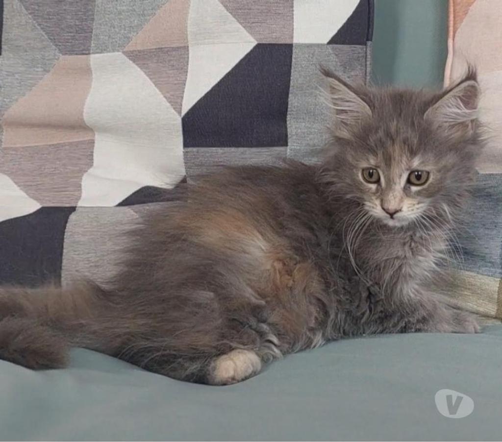 Vente Var Toulon - Photos Vivastreet chaton Maine Coon femelle LOOF