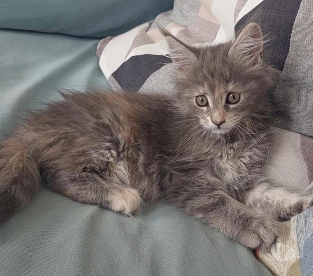 Vente Var Toulon - Photos Vivastreet chaton Maine Coon femelle LOOF