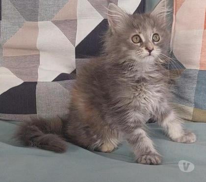 Vente animaux Toulon Toulon - Photos Vivastreet chaton Maine Coon femelle LOOF