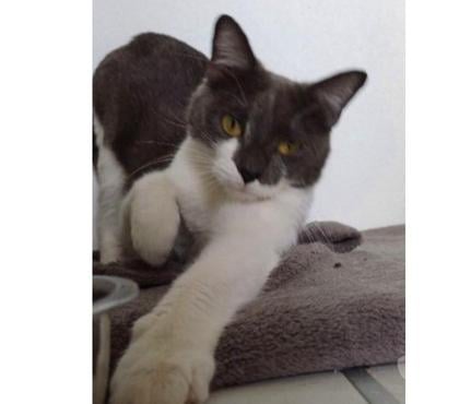 Adoption animaux Beziers Hérault - Photos Vivastreet Valou, chatte type chartreux, 2 ans non lof