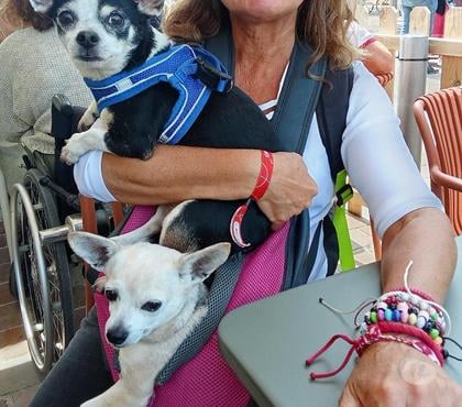 Services, accessoires animaux Bordeaux Bordeaux - Photos Vivastreet Annonce solidaire