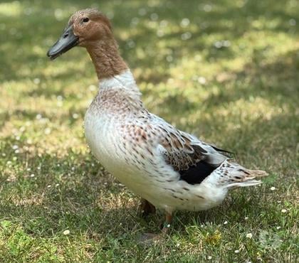 Vente Souillac Lot - Photos Vivastreet Canards Streicher