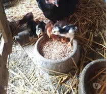 Poule avec poussins combattant