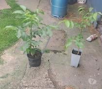 Plants de noyer