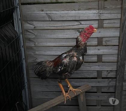 Vente animaux St Denis de Pile Gironde - Photos Vivastreet Coq Avendre 8 mois