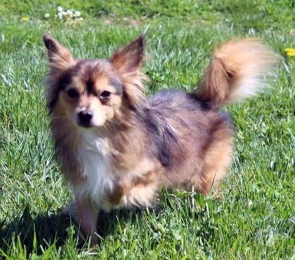 Vente animaux Ainay le Chateau Allier - Photos Vivastreet CHAUSSETTE, beau Croisé Spitz à adopter