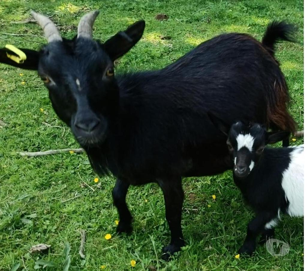 Vente Morbihan Guemene sur Scorff - 56160 - Photos Vivastreet Chèvre miniature très bonne maman
