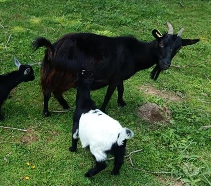 Vente Guemene sur Scorff Morbihan - Photos Vivastreet Chèvre miniature très bonne maman