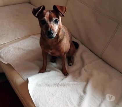 Vente animaux Mesanger Loire-Atlantique - Photos Vivastreet LOLA, magnifique Pinscher Nain à adopter