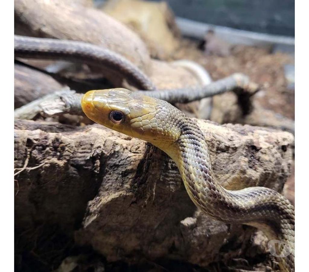 Vente Morbihan Peillac - 56220 - Photos Vivastreet SOORO, magnifique Serpent des blés