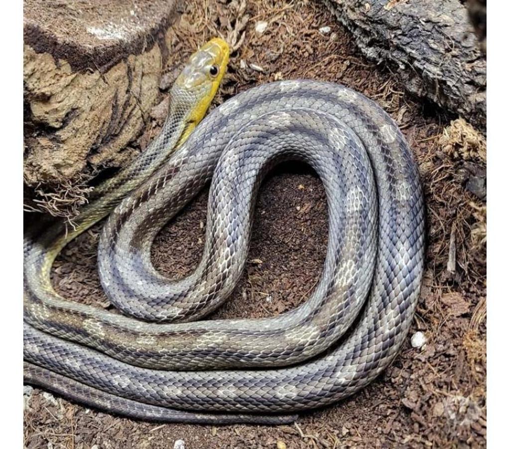 Vente Morbihan Peillac - 56220 - Photos Vivastreet SOORO, magnifique Serpent des blés