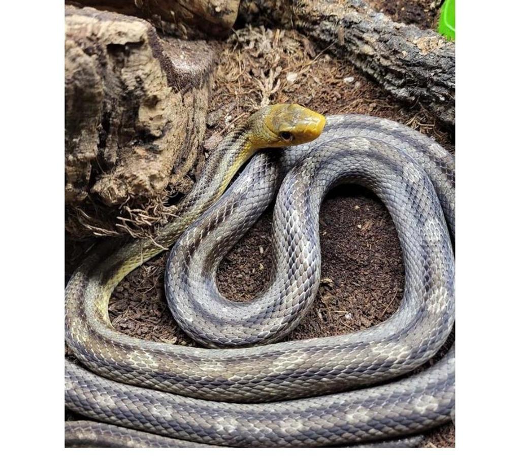 Vente Morbihan Peillac - 56220 - Photos Vivastreet SOORO, magnifique Serpent des blés