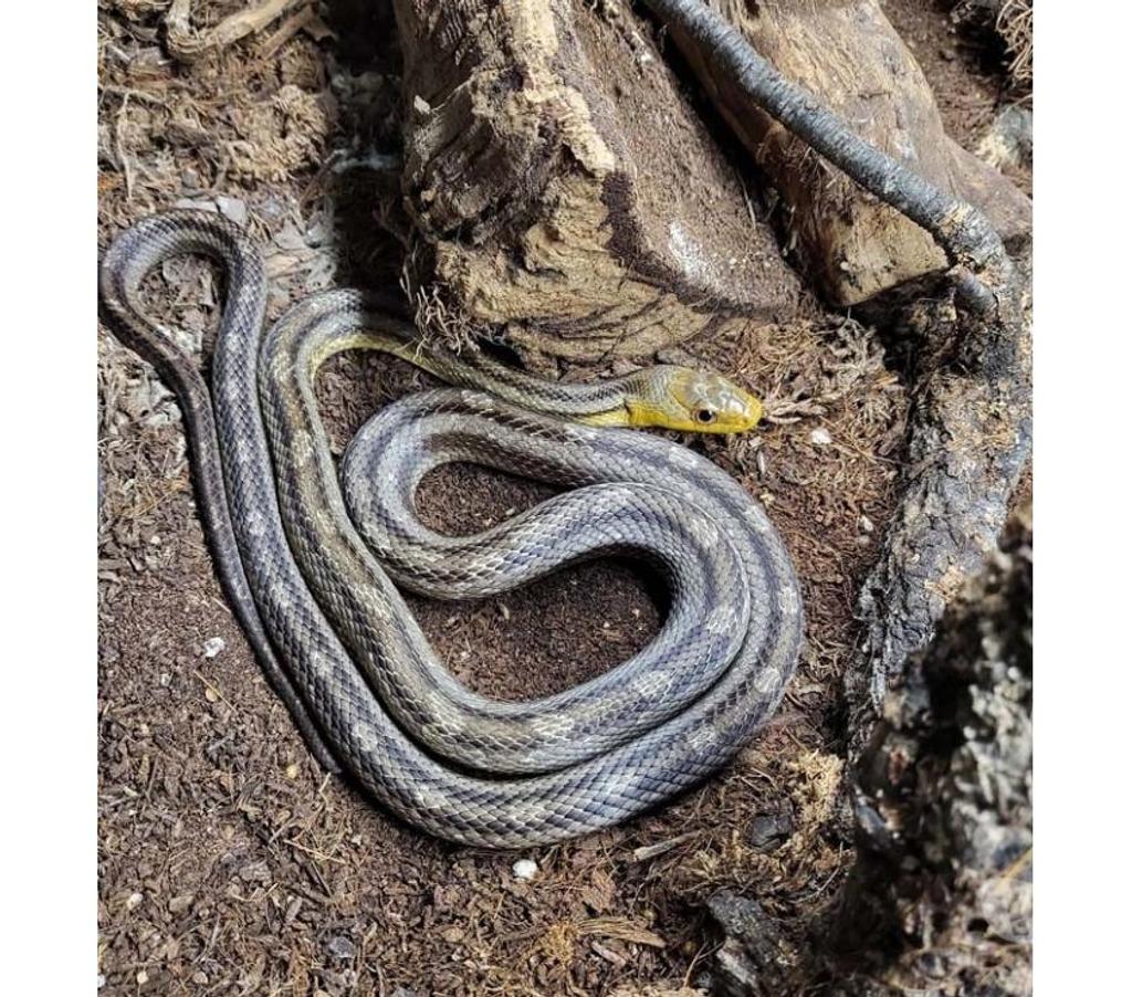 Vente Morbihan Peillac - 56220 - Photos Vivastreet SOORO, magnifique Serpent des blés