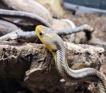 SOORO, magnifique Serpent des blés