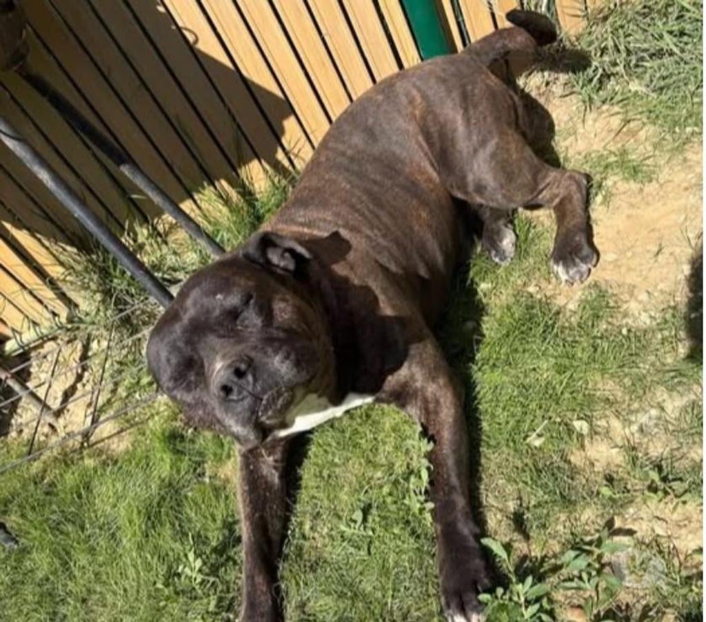 Don animaux Drôme Chanos Curson - 26600 - Photos Vivastreet Chien KRATOS à l adoption