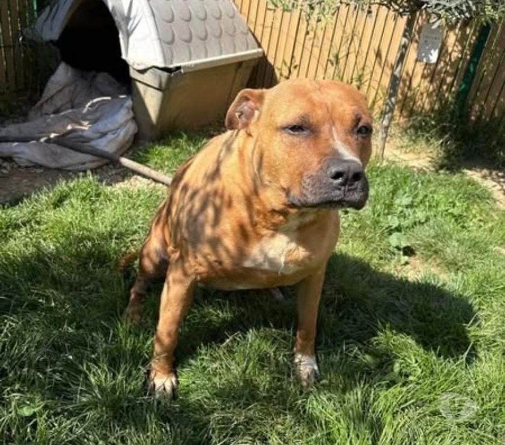 Don animaux Drôme Chanos Curson - 26600 - Photos Vivastreet Chien KATARY à l adoption