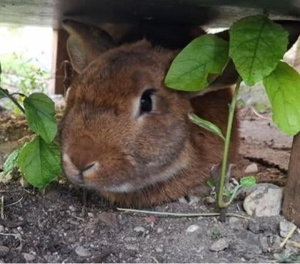 Don animaux St Restitut Drôme - Photos Vivastreet Lapin WOOTTER à l adoption