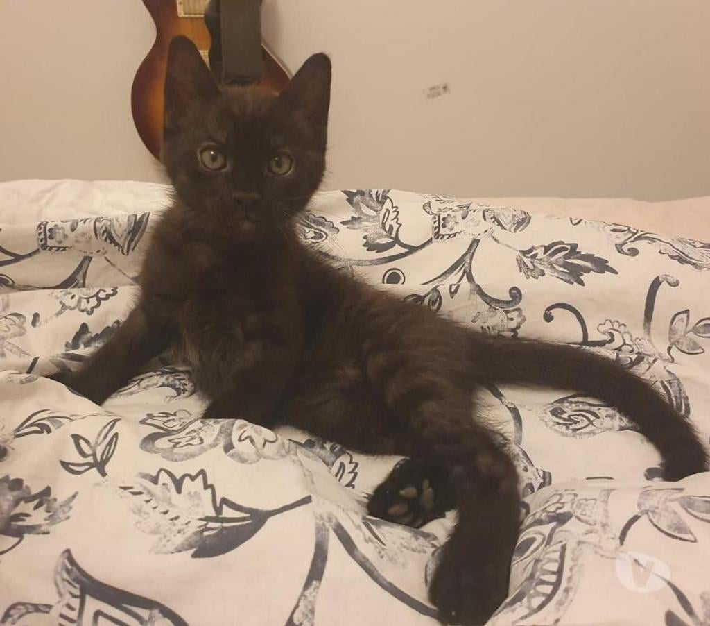 Don animaux Hérault Montpellier - Photos Vivastreet Donne gratuitement 4 chatons de 2 mois.