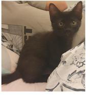 Donne gratuitement 4 chatons de 2 mois.