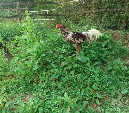Vente animaux Le Pin Loire-Atlantique - Photos Vivastreet Coq moucheté de 1 an
