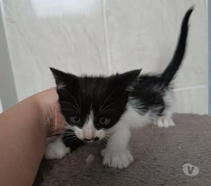 Adoption animaux Alboussiere Ardèche - Photos Vivastreet Chat MANNY à la réservation