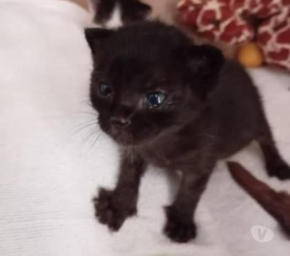 Adoption animaux St Restitut Drôme - Photos Vivastreet Chat CLEVER à la réservation