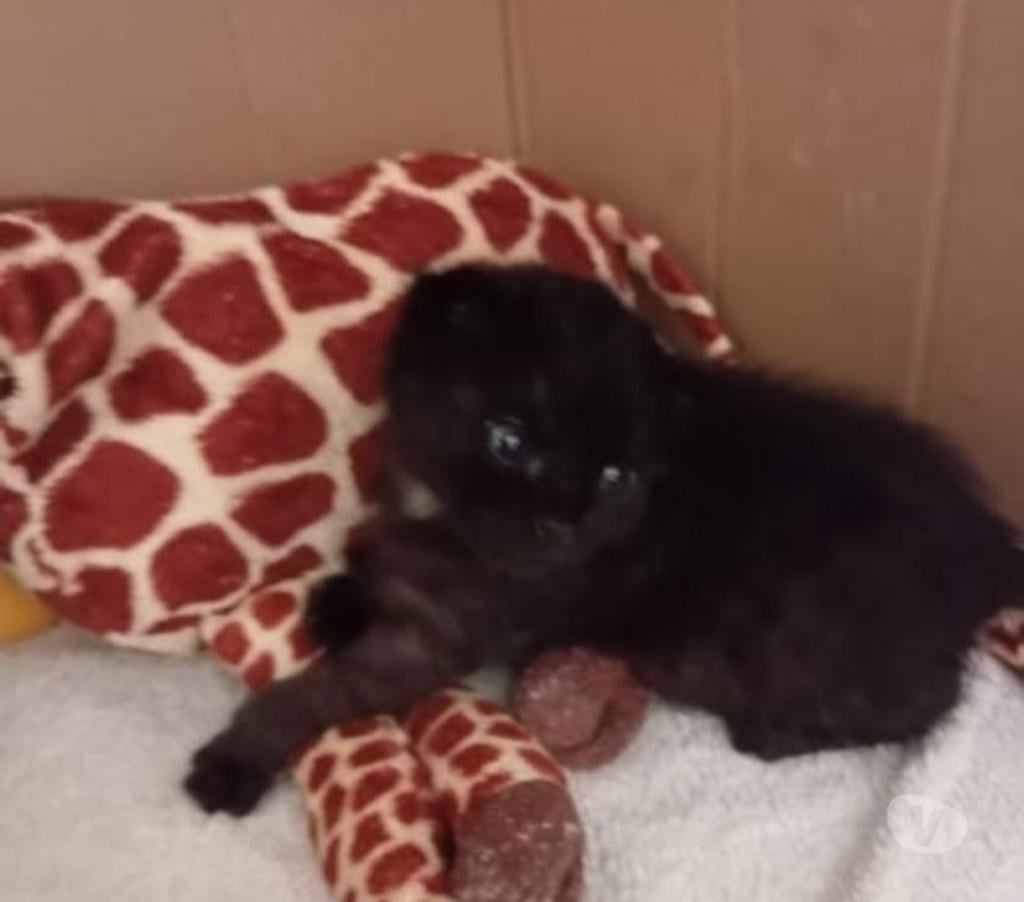 Don animaux Drôme St Restitut - 26130 - Photos Vivastreet Chat LOOP à la réservation