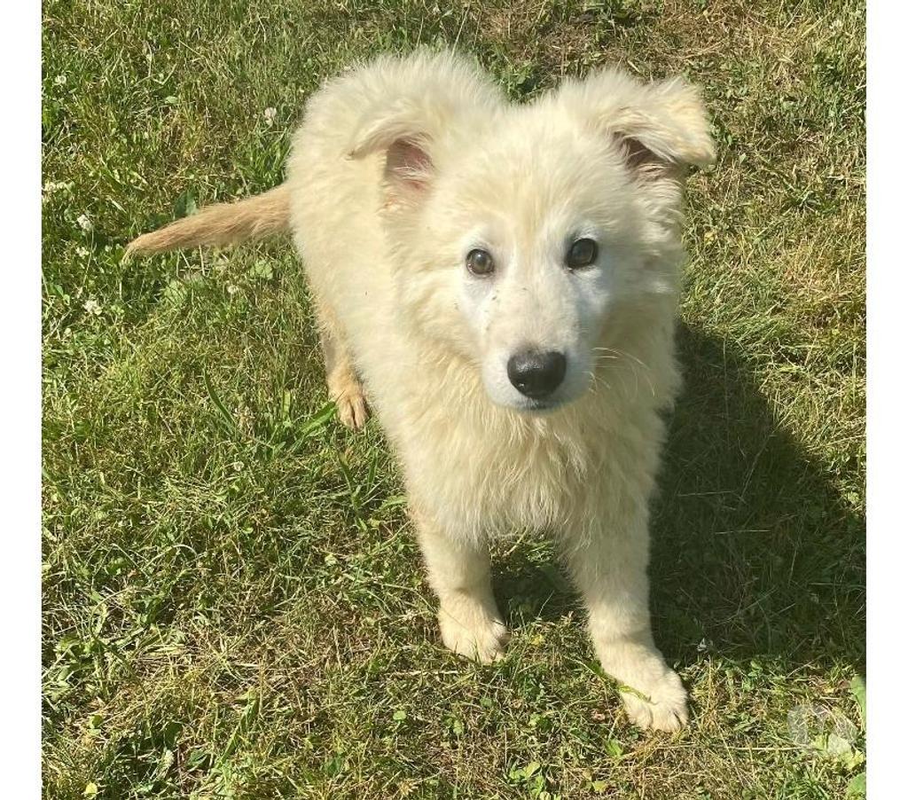 Vente Rhône Dardilly - 69570 - Photos Vivastreet BERGER BLANC SUISSE À POILS LONGS