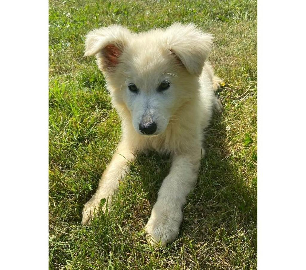 Vente Rhône Dardilly - 69570 - Photos Vivastreet BERGER BLANC SUISSE À POILS LONGS