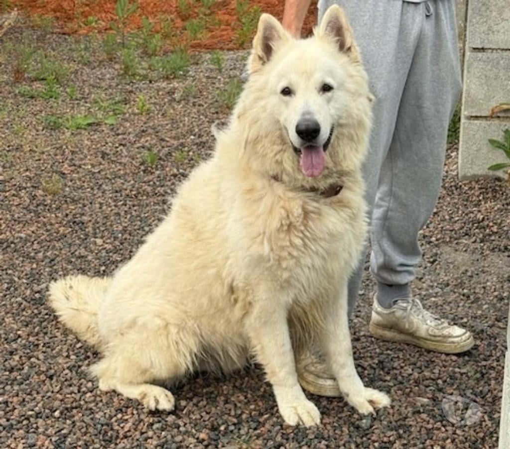 Vente Rhône Dardilly - 69570 - Photos Vivastreet BERGER BLANC SUISSE À POILS LONGS