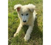 BERGER BLANC SUISSE À POILS LONGS