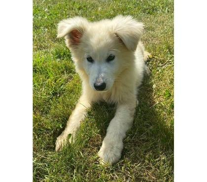 Vente animaux Dardilly Rhône - Photos Vivastreet BERGER BLANC SUISSE À POILS LONGS