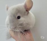 duos bébé chinchilla chocolat homozygote et dark tan