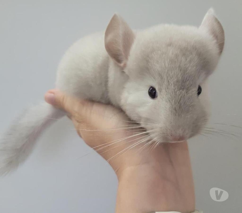 Vente Marne Reims - Photos Vivastreet duos bébé chinchilla chocolat homozygote et dark tan