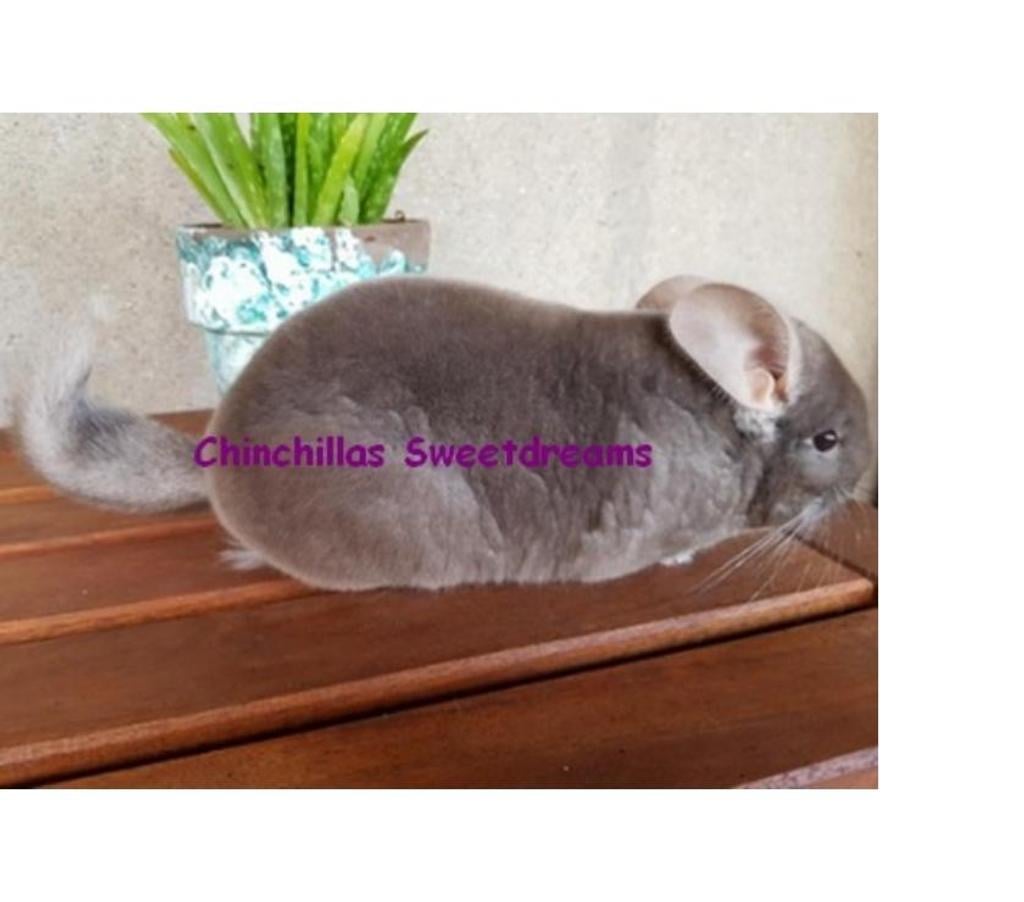 Vente Marne Reims - Photos Vivastreet duos bébé chinchilla chocolat homozygote et dark tan