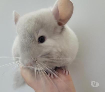 Vente animaux Reims Marne - Photos Vivastreet duos bébé chinchilla chocolat homozygote et dark tan
