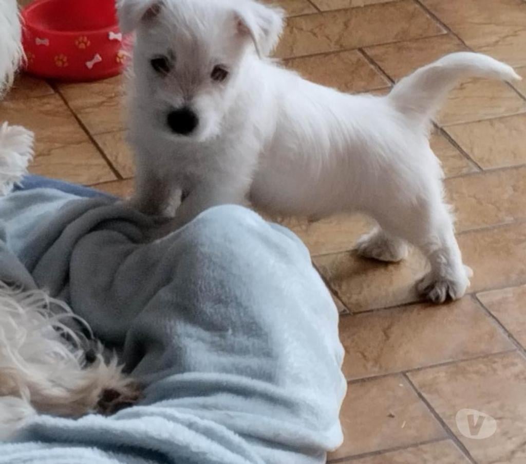 Vente Pas-de-Calais Ruminghem - 62370 - Photos Vivastreet A réserver chiots westie