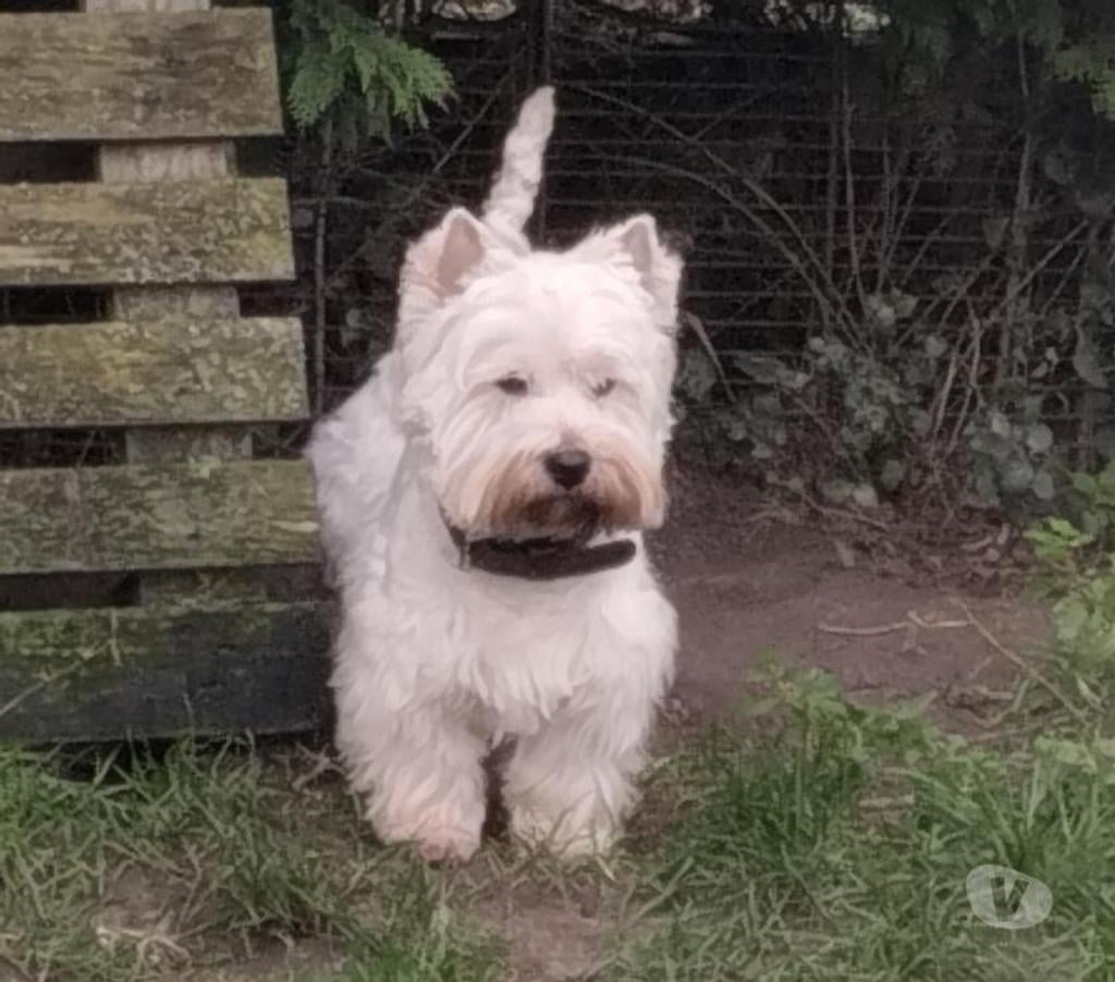 Vente Pas-de-Calais Ruminghem - 62370 - Photos Vivastreet A réserver chiots westie