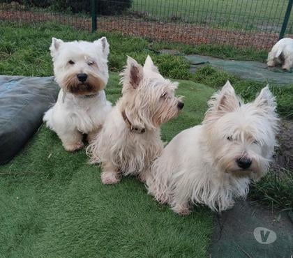 Vente animaux Ruminghem Pas-de-Calais - Photos Vivastreet A réserver chiots westie
