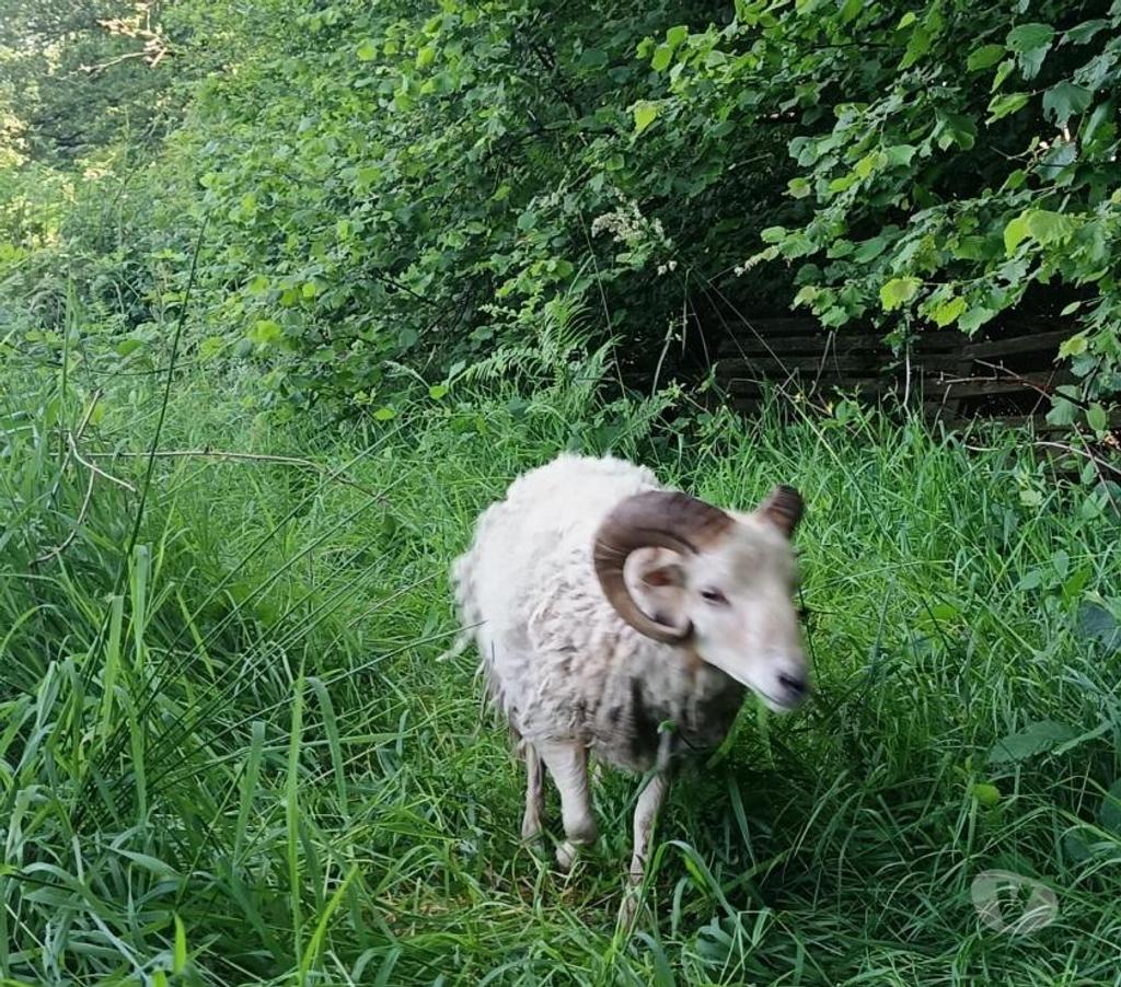 Vente Morbihan Guemene sur Scorff - 56160 - Photos Vivastreet Bélier blanc mouton d'ouessant