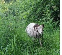 Bélier blanc mouton d'ouessant